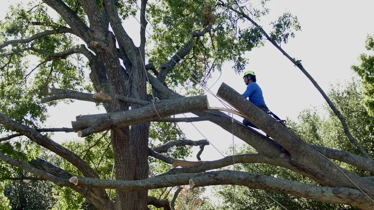 Professional Crown Thinning performed by certified arborists in Bandy